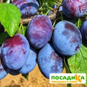 Слива Чачакская ранняя купить по цене от 229.00р. в интернет-магазине «Посадика» с доставкой почтой в в Слободскойе и по всей России – [изображение №1].