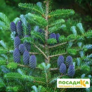 Пихта корейская (Abies koreana) купить по цене от 450.00р. в интернет-магазине «Посадика» с доставкой почтой в в Слободскойе и по всей России – [изображение №1].