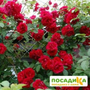 Роза плетистая Амадеус купить по цене от 399.00р. в интернет-магазине «Посадика» с доставкой почтой в в Слободскойе и по всей России – [изображение №1].