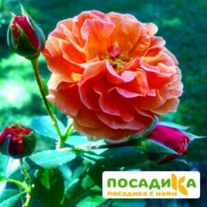 Роза Арабия купить по цене от 350.00р. в интернет-магазине «Посадика» с доставкой почтой в в Слободскойе и по всей России – [изображение №1].