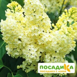 Сирень Примроуз (Primrose) купить по цене от 529.00р. в интернет-магазине «Посадика» с доставкой почтой в в Слободскойе и по всей России – [изображение №1].