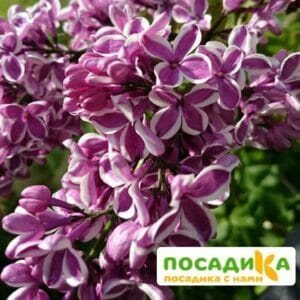 Сирень Сенсация купить по цене от 529.00р. в интернет-магазине «Посадика» с доставкой почтой в в Слободскойе и по всей России – [изображение №1].