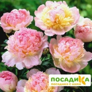 Пион Распберри Сандей (Paeonia Raspberry Sundae) купить по цене от 959р. в интернет-магазине «Посадика» с доставкой почтой в в Слободскойе и по всей России – [изображение №1].