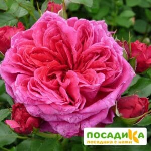 Шраб Роза Соул купить по цене от 390.00р. в интернет-магазине «Посадика» с доставкой почтой в в Слободскойе и по всей России – [изображение №1].