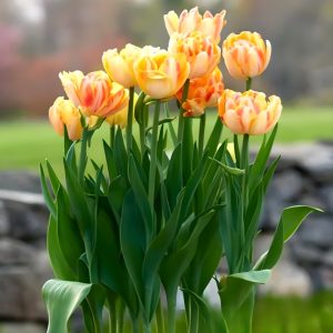 Тюльпан Верона Санрайз купить по цене от 280р. в интернет-магазине «Посадика» с доставкой почтой в в Слободскойе и по всей России – [изображение №1].