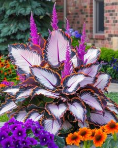 Хоста Кримэн Дрим купить по цене от 549р. в интернет-магазине «Посадика» с доставкой почтой в в Слободскойе и по всей России – [изображение №1].