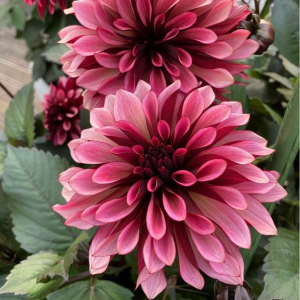 Георгин Перли Сансет купить по цене от 309р. в интернет-магазине «Посадика» с доставкой почтой в в Слободскойе и по всей России – [изображение №1].