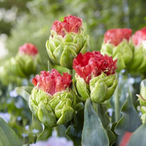 Тюльпан Бычий Глаз купить по цене от 275р. в интернет-магазине «Посадика» с доставкой почтой в в Слободскойе и по всей России – [изображение №1].