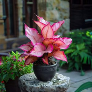 Хоста Розовая Симфония купить по цене от 800р. в интернет-магазине «Посадика» с доставкой почтой в в Слободскойе и по всей России – [изображение №1].