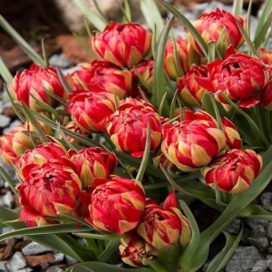 Тюльпан Ап Пинк купить по цене от 390р. в интернет-магазине «Посадика» с доставкой почтой в в Слободскойе и по всей России – [изображение №1].