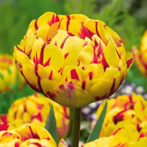Тюльпан махровый Голден Ницц купить по цене от 361р. в интернет-магазине «Посадика» с доставкой почтой в в Слободскойе и по всей России – [изображение №1].